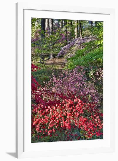 Azaleas in bloom under pine trees, Georgia-Darrell Gulin-Framed Premium Photographic Print