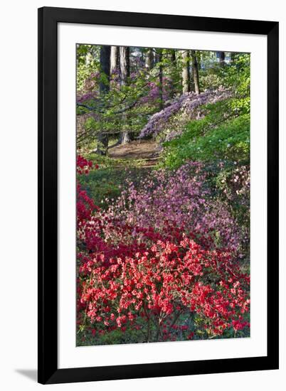 Azaleas in bloom under pine trees, Georgia-Darrell Gulin-Framed Premium Photographic Print