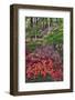 Azaleas in bloom under pine trees, Georgia-Darrell Gulin-Framed Photographic Print