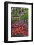 Azaleas in bloom under pine trees, Georgia-Darrell Gulin-Framed Photographic Print