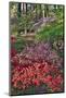 Azaleas in bloom under pine trees, Georgia-Darrell Gulin-Mounted Photographic Print