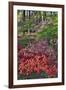 Azaleas in bloom under pine trees, Georgia-Darrell Gulin-Framed Photographic Print