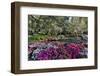 Azaleas in full bloom, Charleston, South Carolina-Darrell Gulin-Framed Premium Photographic Print