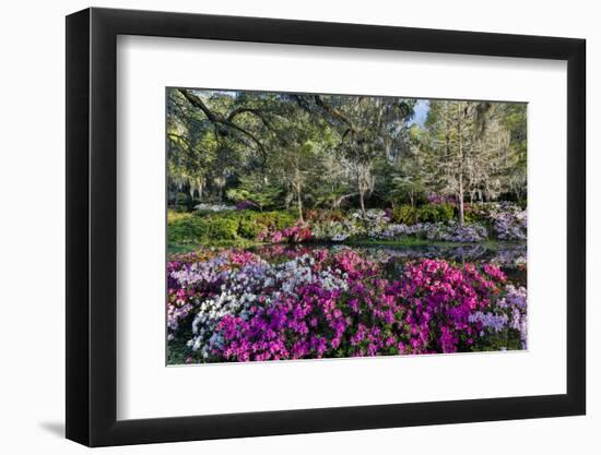 Azaleas in full bloom, Charleston, South Carolina-Darrell Gulin-Framed Premium Photographic Print