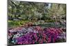 Azaleas in full bloom, Charleston, South Carolina-Darrell Gulin-Mounted Premium Photographic Print