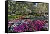 Azaleas in full bloom, Charleston, South Carolina-Darrell Gulin-Framed Stretched Canvas