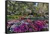 Azaleas in full bloom, Charleston, South Carolina-Darrell Gulin-Framed Stretched Canvas