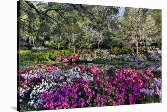 Azaleas in full bloom, Charleston, South Carolina-Darrell Gulin-Stretched Canvas