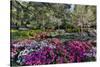 Azaleas in full bloom, Charleston, South Carolina-Darrell Gulin-Stretched Canvas