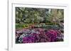 Azaleas in full bloom, Charleston, South Carolina-Darrell Gulin-Framed Photographic Print