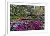 Azaleas in full bloom, Charleston, South Carolina-Darrell Gulin-Framed Premium Photographic Print