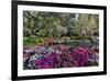 Azaleas in full bloom, Charleston, South Carolina-Darrell Gulin-Framed Premium Photographic Print