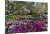 Azaleas in full bloom, Charleston, South Carolina-Darrell Gulin-Mounted Premium Photographic Print