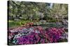 Azaleas in full bloom, Charleston, South Carolina-Darrell Gulin-Stretched Canvas