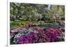 Azaleas in full bloom, Charleston, South Carolina-Darrell Gulin-Framed Photographic Print