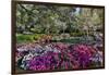 Azaleas in full bloom, Charleston, South Carolina-Darrell Gulin-Framed Photographic Print