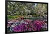 Azaleas in full bloom, Charleston, South Carolina-Darrell Gulin-Framed Photographic Print