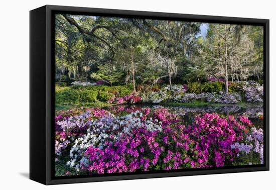 Azaleas in full bloom, Charleston, South Carolina-Darrell Gulin-Framed Stretched Canvas