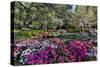 Azaleas in full bloom, Charleston, South Carolina-Darrell Gulin-Stretched Canvas