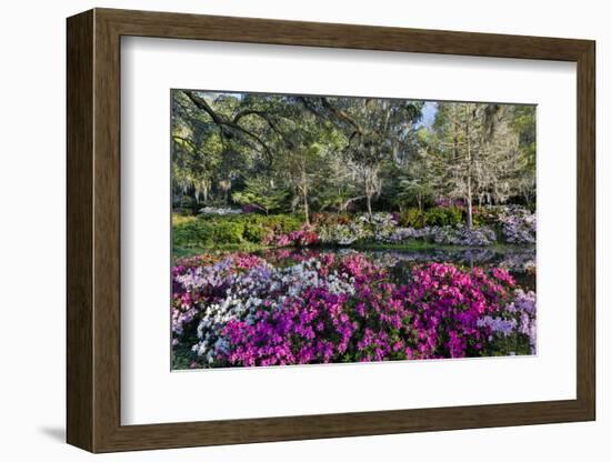 Azaleas in full bloom, Charleston, South Carolina-Darrell Gulin-Framed Photographic Print