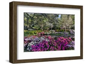 Azaleas in full bloom, Charleston, South Carolina-Darrell Gulin-Framed Photographic Print