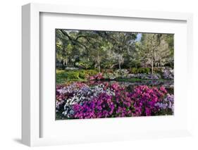 Azaleas in full bloom, Charleston, South Carolina-Darrell Gulin-Framed Photographic Print