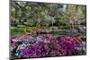 Azaleas in full bloom, Charleston, South Carolina-Darrell Gulin-Mounted Photographic Print