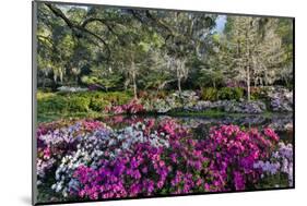 Azaleas in full bloom, Charleston, South Carolina-Darrell Gulin-Mounted Photographic Print