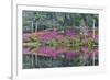 Azaleas in full bloom reflected in calm pond, Charleston, South Carolina-Darrell Gulin-Framed Premium Photographic Print