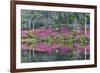 Azaleas in full bloom reflected in calm pond, Charleston, South Carolina-Darrell Gulin-Framed Premium Photographic Print