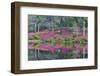 Azaleas in full bloom reflected in calm pond, Charleston, South Carolina-Darrell Gulin-Framed Photographic Print