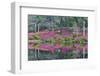 Azaleas in full bloom reflected in calm pond, Charleston, South Carolina-Darrell Gulin-Framed Photographic Print