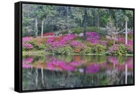 Azaleas in full bloom reflected in calm pond, Charleston, South Carolina-Darrell Gulin-Framed Stretched Canvas