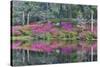 Azaleas in full bloom reflected in calm pond, Charleston, South Carolina-Darrell Gulin-Stretched Canvas