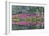 Azaleas in full bloom reflected in calm pond, Charleston, South Carolina-Darrell Gulin-Framed Photographic Print