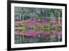 Azaleas in full bloom reflected in calm pond, Charleston, South Carolina-Darrell Gulin-Framed Photographic Print