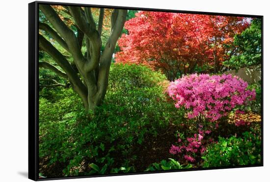 Azaleas in spring in National Arboretum, Washington D.C.-null-Framed Stretched Canvas