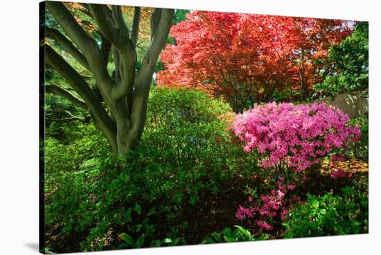 Azaleas in spring in National Arboretum, Washington D.C.-null-Stretched Canvas