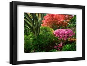 Azaleas in spring in National Arboretum, Washington D.C.-null-Framed Photographic Print