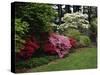 Azaleas, New Jersey State Botanical Garden, New Jersey, USA-null-Stretched Canvas