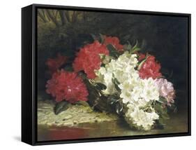 Azaleas-John Fitzmarshall-Framed Stretched Canvas