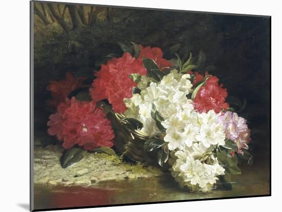 Azaleas-John Fitzmarshall-Mounted Giclee Print