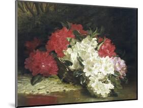 Azaleas-John Fitzmarshall-Mounted Giclee Print