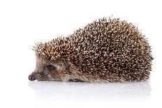 Hedgehog on A White Background-AZALIA-Photographic Print