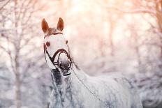 Portrait of A Gray Sports Horse in the Winter-AZALIA-Photographic Print