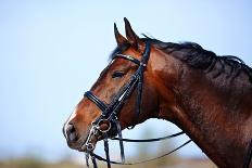 Portrait of A Gray Sports Horse in the Winter-AZALIA-Photographic Print