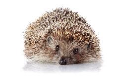 Prickly Hedgehog-AZALIA-Photographic Print