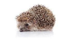 Prickly Hedgehog-AZALIA-Photographic Print