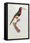 Azara Aracari, Engraved by Barriere-Jacques Barraband-Framed Stretched Canvas