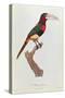 Azara Aracari, Engraved by Barriere-Jacques Barraband-Stretched Canvas